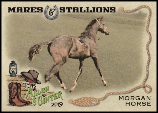 MS-5 Morgan Horse